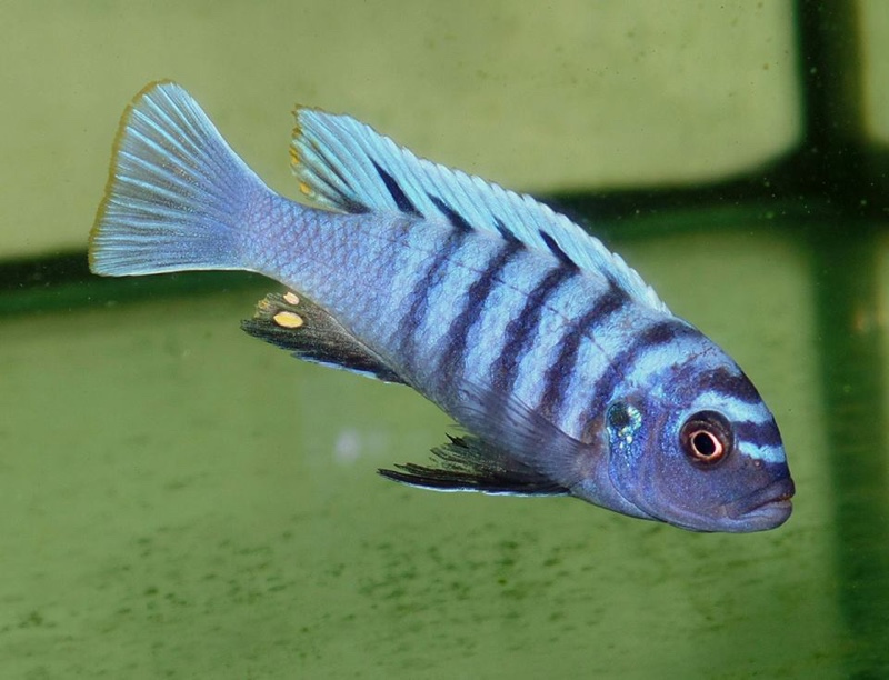 Cynotilapia sp. 'ndumbi'